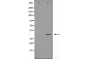Western blot analysis of Hela whole cell lysates, using PHB Antibody. (Prohibitin anticorps  (Internal Region))