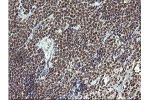 Image no. 1 for anti-Estrogen-Related Receptor gamma (ESRRG) (AA 24-263) antibody (ABIN1491251)