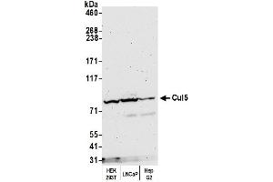 Western Blotting (WB) image for anti-Cullin 5 (CUL5) (AA 1-50) antibody (ABIN7454808) (Cullin 5 anticorps  (AA 1-50))