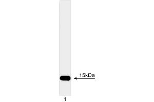 Western blot analysis of cytochrome c. (Cytochrome C anticorps)