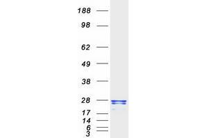 Validation with Western Blot