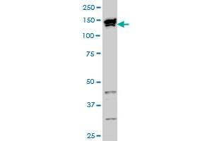 TOPORS monoclonal antibody (M01), clone 5G11 Western Blot analysis of TOPORS expression in HeLa NE