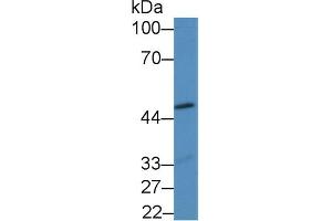 Western blot analysis of Mouse Heart lysate, using Mouse GDF7 Antibody (2 µg/ml) and HRP-conjugated Goat Anti-Rabbit antibody ( (GDF7 anticorps  (AA 295-447))