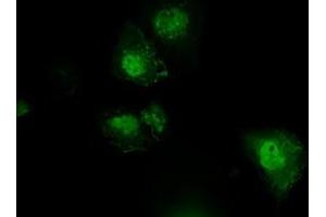 Anti-PLEK mouse monoclonal antibody (ABIN2453486) immunofluorescent staining of COS7 cells transiently transfected by pCMV6-ENTRY PLEK (RC203780). (Pleckstrin anticorps)