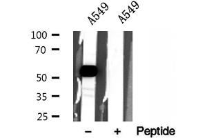 Western blot analysis of extracts of A549 cells, using ZnT7 antibody.
