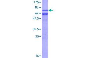 Image no. 1 for Caspase 9, Apoptosis-Related Cysteine Peptidase (CASP9) (AA 1-416) protein (GST tag) (ABIN1348116)