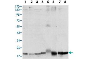 Western blot analysis using SKP1 monoclonal antobody, clone 4E11  against HeLa (1), NIH/3T3 (2), A-431 (3), RAJI (4), PC-12 (5), COS-7 (6), MCF-7 (7) and HepG2 (8) cell lysate. (SKP1 anticorps)