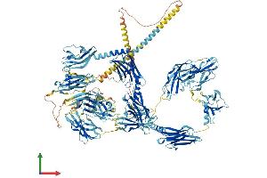 AlphaFold protein structure predicition of Human Recombinant MYOM2 Protein, UniprotID P54296