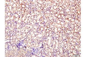 Paraformaldehyde-fixed, paraffin embedded mouse kidney tissue, Antigen retrieval by boiling in sodium citrate buffer(pH6) for 15min, Block endogenous peroxidase by 3% hydrogen peroxide for 30 minutes, Blocking buffer (normal goat serum) at 37°C for 20min, Antibody incubation with Rabbit Anti-DNase II Polyclonal Antibody, Unconjugated  at 1:400 overnight at 4°C, followed by a conjugated secondary and DAB staining