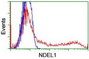 Image no. 3 for anti-NudE Nuclear Distribution E Homolog (A. Nidulans)-Like 1 (NDEL1) antibody (ABIN1499852) (NDEL1 anticorps)
