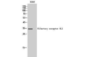 Western Blotting (WB) image for anti-Olfactory Receptor, Family 4, Subfamily L, Member 1 (OR4L1) (C-Term) antibody (ABIN3186104) (OR4L1 anticorps  (C-Term))
