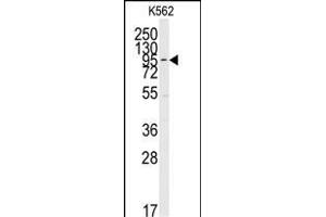 Western blot analysis of anti-ERK5 C-term Pab (ABIN391722 and ABIN2841612) in K562 cell line lysates (35 μg/lane). (MAPK7 anticorps  (C-Term))