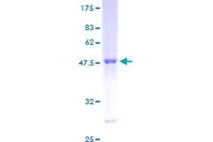 SDS-PAGE (SDS) image for RAB13, Member RAS Oncogene Family (RAB13) (AA 1-203) protein (GST tag) (ABIN1317037)