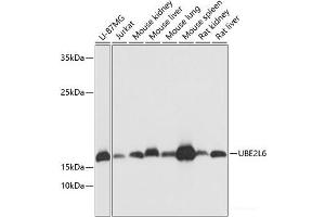 Western blot analysis of extracts of various cell lines using UBE2L6 Polyclonal Antibody at dilution of 1:1000. (UBE2L6 anticorps)