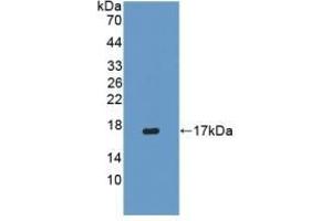 Detection of Recombinant IFNg, Porcine using Polyclonal Antibody to Interferon Gamma (IFNg) (Interferon gamma anticorps  (AA 21-166))