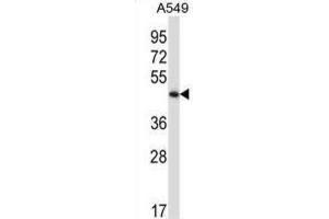 Western Blotting (WB) image for anti-phosphorylase Kinase, gamma 2 (Testis) (PHKG2) antibody (ABIN2997997) (PHKG2 anticorps)