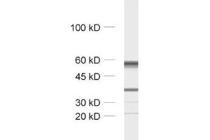 Western Blotting (WB) image for anti-Tubulin, beta 3 (TUBB3) (AA 443-450) antibody (ABIN1742553) (TUBB3 anticorps  (AA 443-450))