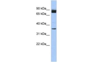 Western Blotting (WB) image for anti-MGC48628 antibody (ABIN2463947) (MGC48628 anticorps)