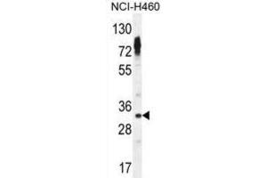 Western Blotting (WB) image for anti-Olfactory Receptor, Family 2, Subfamily Z, Member 1 (OR2Z1) antibody (ABIN2995998) (OR2Z1 anticorps)