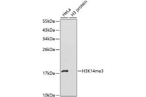 Western blot analysis of extracts of various cell lines using TriMethyl-Histone H3-K14 Polyclonal Antibody. (Histone 3 anticorps  (3meLys14))