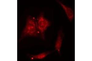 ABIN6277520 staining  NIH-3T3 cells by IF/ICC. (PTGES3 anticorps  (C-Term))