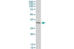 HEYL monoclonal antibody (M12), clone 3D3.