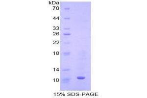 SDS-PAGE analysis of Mouse Metallothionein 3 Protein. (MT3 Protéine)