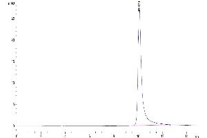 The purity of Rhesus macaque Complement Factor D is greater than 95 % as determined by SEC-HPLC.