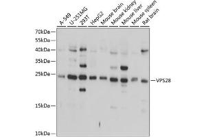 Western blot analysis of extracts of various cell lines, using VPS28 antibody (ABIN6128914, ABIN6150124, ABIN6150125 and ABIN6224890) at 1:1000 dilution. (VPS28 anticorps  (AA 1-221))