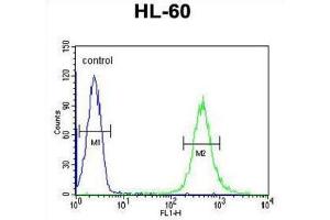 Flow Cytometry (FACS) image for anti-Homeobox A3 (HOXA3) antibody (ABIN3004366)