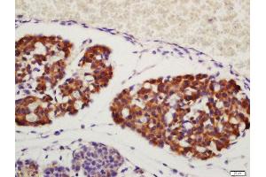 Formalin-fixed and paraffin embedded mouse fetal liver labeled with Rabbit Anti-Amphiregulin Polyclonal Antibody, Unconjugated at 1:200 followed by conjugation to the secondary antibody and DAB staining