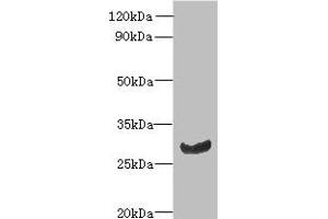 Western blot All lanes: C11orf68 antibody at 3 μg/mL + Mouse liver tissue Secondary Goat polyclonal to rabbit IgG at 1/10000 dilution Predicted band size: 28, 32 kDa Observed band size: 28 kDa (C11orf68 anticorps  (AA 1-251))