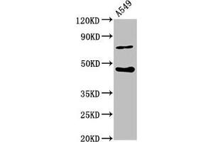 Western Blot Positive WB detected in: A549 whole cell lysate All lanes: SPOPL antibody at 6. (SPOPL anticorps  (AA 1-120))