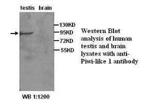 Image no. 2 for anti-Piwi-Like 1 (PIWIL1) antibody (ABIN790907) (PIWIL1 anticorps)