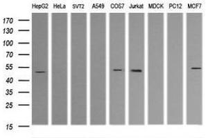 Image no. 5 for anti-Tripartite Motif Containing 38 (TRIM38) (AA 1-265) antibody (ABIN1490684) (TRIM38 anticorps  (AA 1-265))