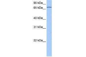 LARP7 antibody used at 0. (LARP7 anticorps  (C-Term))