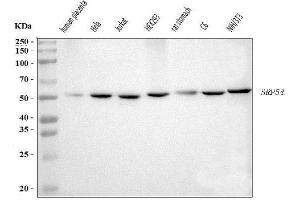 Western blot analysis of SRP54 using anti-SRP54 antibody (ABIN7600501).