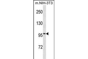 ATP1A1 Antibody ABIN1539846 western blot analysis in mouse NIH-3T3 cell line lysates (35 μg/lane). (ATP1A1 anticorps  (AA 33-61))