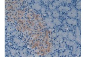 IHC-P analysis of Rat Pancreas Tissue, with DAB staining. (GDF1 anticorps  (AA 183-357))