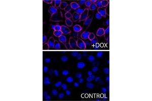 Immunofluorescence (IF) image for anti-H-2Kb Bound To SIINFEKL antibody (APC) (ABIN2658327) (H-2Kb Bound To SIINFEKL anticorps (APC))
