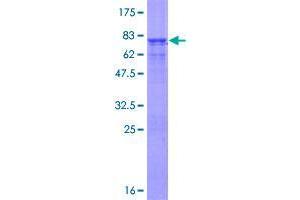 Image no. 1 for Ubiquitin Specific Peptidase 46 (USP46) (AA 1-366) protein (GST tag) (ABIN1324815)