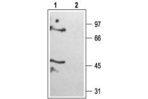 Western blot analysis of rat brain membranes: - 1. (KCNK6 anticorps  (C-Term, Intracellular))