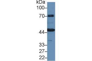Western Blot; Sample: Porcine Kidney lysate; Primary Ab: 1µg/ml Rabbit Anti-Human HMWK Antibody Second Ab: 0. (KNG1 anticorps  (AA 225-407))