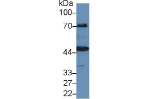 Western Blot; Sample: Porcine Kidney lysate; Primary Ab: 1µg/ml Rabbit Anti-Human HMWK Antibody Second Ab: 0. (Kininogen (HMW) anticorps  (AA 225-407))