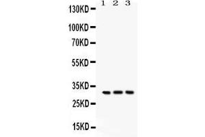 Anti- Bcl10 Picoband antibody, Western blottingAll lanes: Anti Bcl10  at 0. (BCL10 anticorps  (AA 1-233))