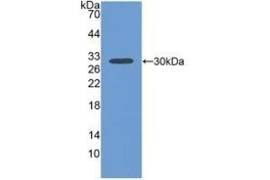 Detection of Recombinant FBLN1, Human using Polyclonal Antibody to Fibulin 1 (FBLN1) (Fibulin 1 anticorps  (AA 176-398))