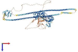 AlphaFold protein structure predicition of Mouse Recombinant Card11 Protein, UniprotID Q8CIS0