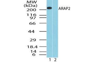 Image no. 2 for anti-ArfGAP with RhoGAP Domain, Ankyrin Repeat and PH Domain 2 (ARAP2) (AA 1670-1720) antibody (ABIN960081)