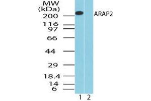 Image no. 2 for anti-ArfGAP with RhoGAP Domain, Ankyrin Repeat and PH Domain 2 (ARAP2) (AA 1670-1720) antibody (ABIN960081) (ARAP2 anticorps  (AA 1670-1720))