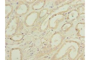 Immunohistochemistry of paraffin-embedded human kidney tissue using ABIN7162519 at dilution of 1:100